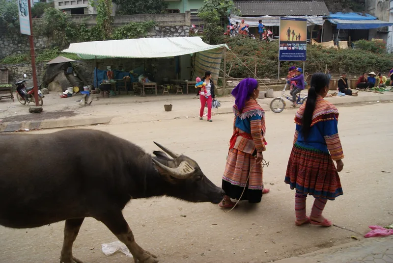 Những phụ nữ Hmong Hoa mặc trang phục truyền thống sặc sỡ đứng gần một con trâu trên đường phố Bắc Hà.