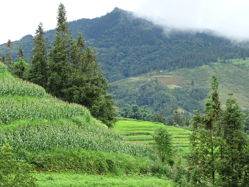 Ruộng bậc thang xanh mướt và cây thông vươn lên phía núi mờ sương gần Bắc Hà, tỉnh Lào Cai.