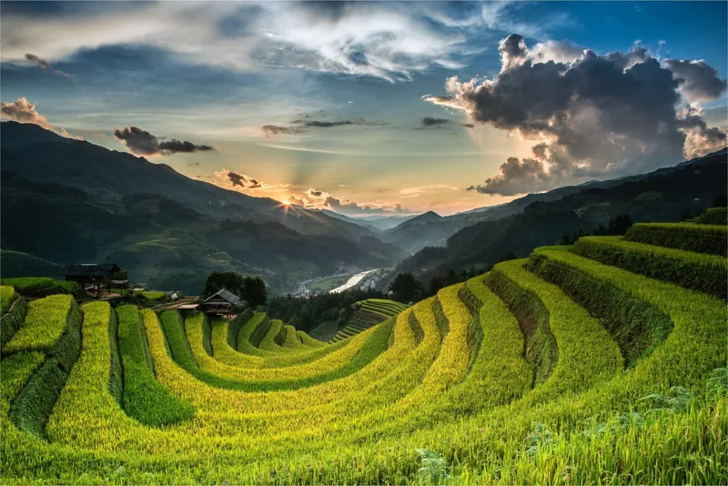 Những ruộng bậc thang lúa chín vàng uốn lượn trong thung lũng dưới mây kịch tính lúc hoàng hôn ở Mù Cang Chải.