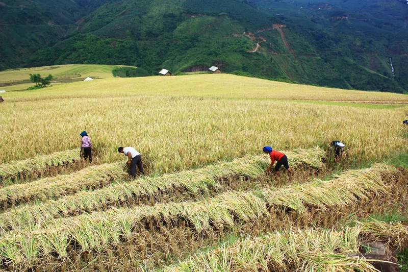Nông dân gặt lúa trên ruộng bậc thang vàng óng giữa núi rừng Y Tý, Sa Pa, Lào Cai.