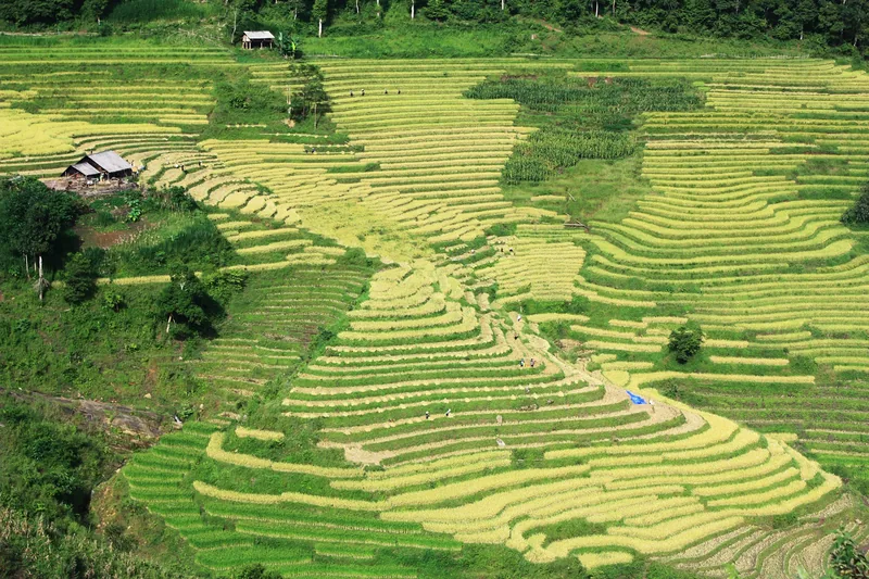 Những thửa ruộng bậc thang vàng óng trải dài trên sườn đồi ở Y Tý, Sa Pa, Lào Cai.
