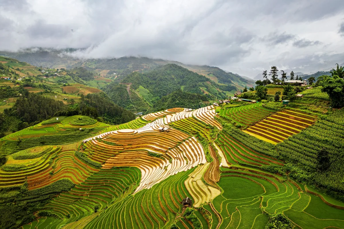 Những thửa ruộng bậc thang uốn lượn trên sườn núi mờ sương ở Mù Cang Chải, Việt Nam.
