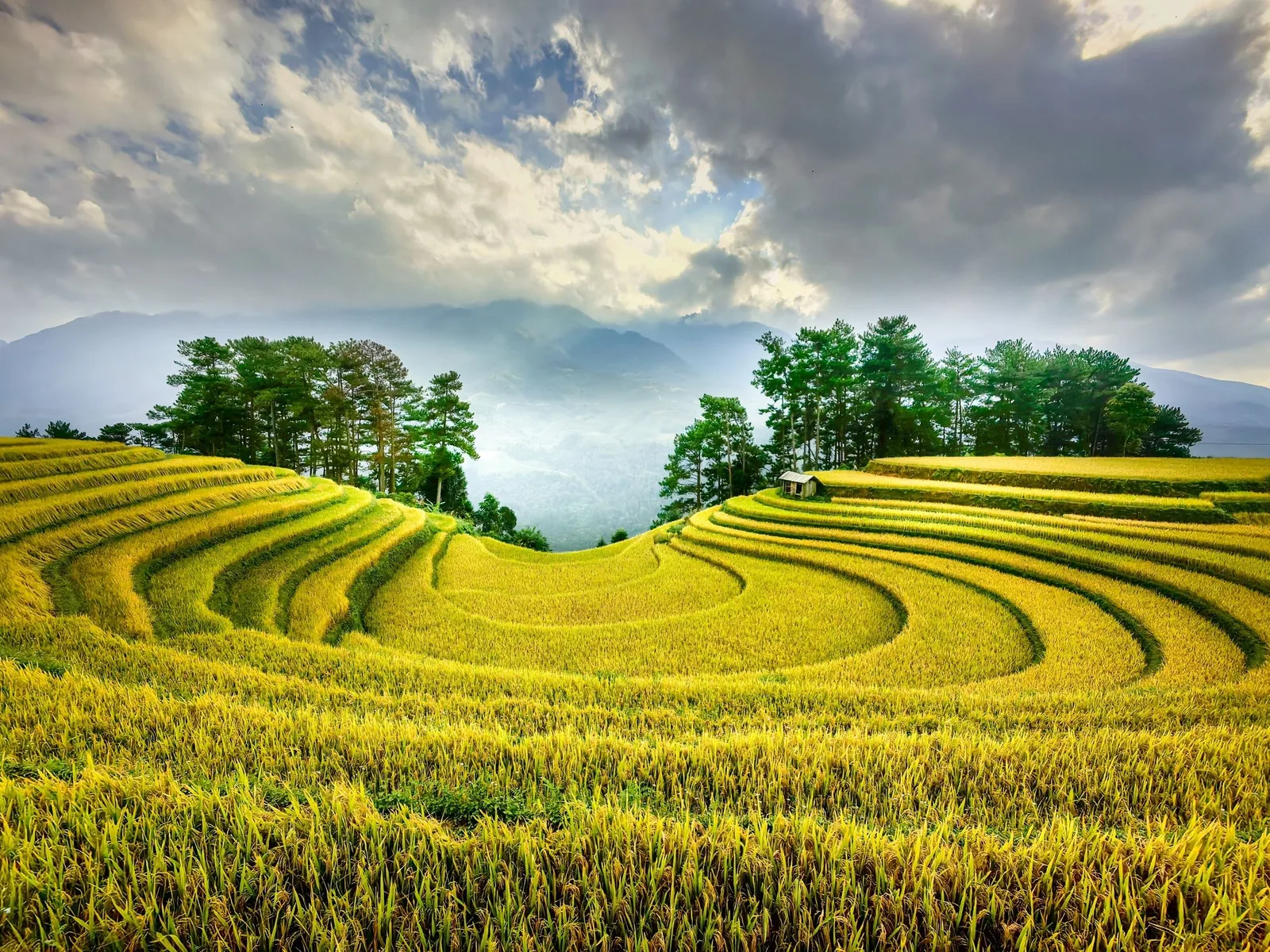 Ruộng bậc thang lúa chín vàng uốn lượn quanh một căn chòi nhỏ dưới bầu trời nhiều mây ở Mù Cang Chải.