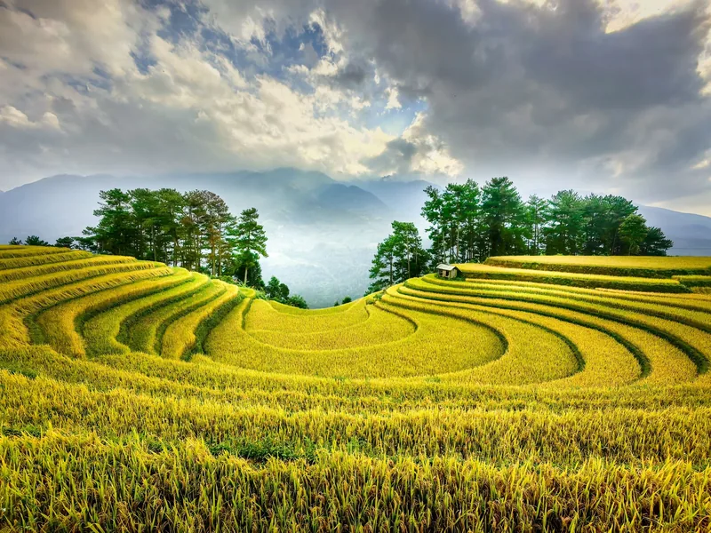 Ruộng bậc thang lúa chín vàng uốn lượn quanh một căn chòi nhỏ dưới bầu trời nhiều mây ở Mù Cang Chải.