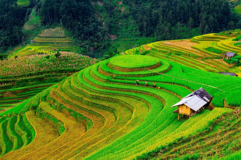 Những ruộng bậc thang xanh mướt uốn lượn trên sườn đồi với căn chòi gỗ nhỏ ở Mù Cang Chải