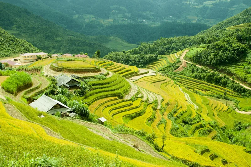 Những thửa ruộng bậc thang chín vàng uốn lượn trên sườn núi gần Mù Cang Chải.