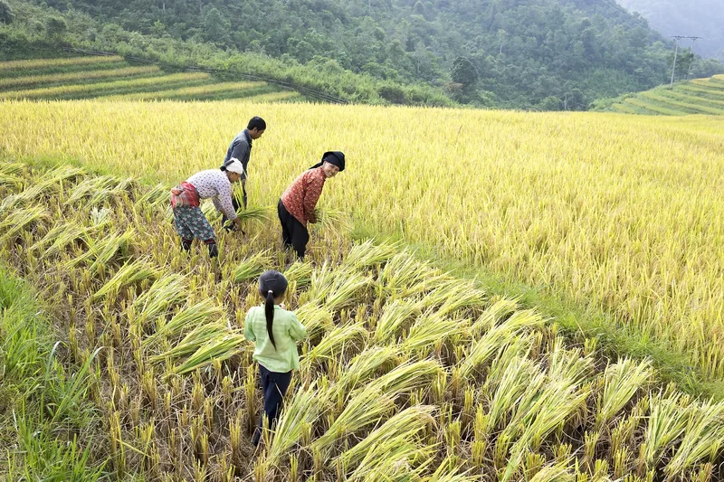 Một gia đình gặt lúa chín vàng bằng tay trên ruộng bậc thang ở Mù Cang Chải, Việt Nam.