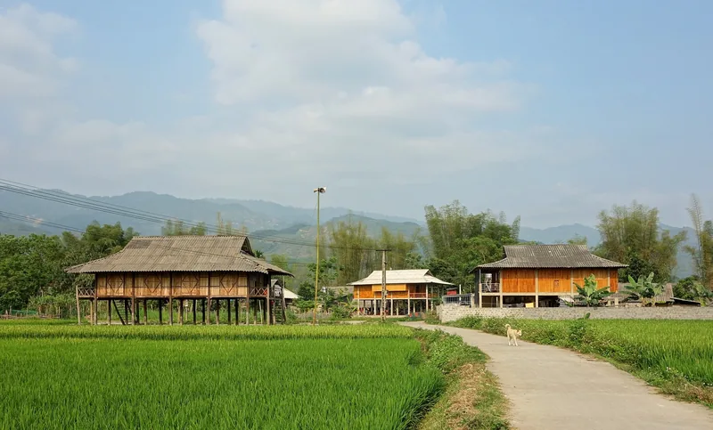 Những ngôi nhà sàn truyền thống nằm giữa ruộng lúa xanh với núi phía sau gần Nghĩa Lộ, Yên Bái.