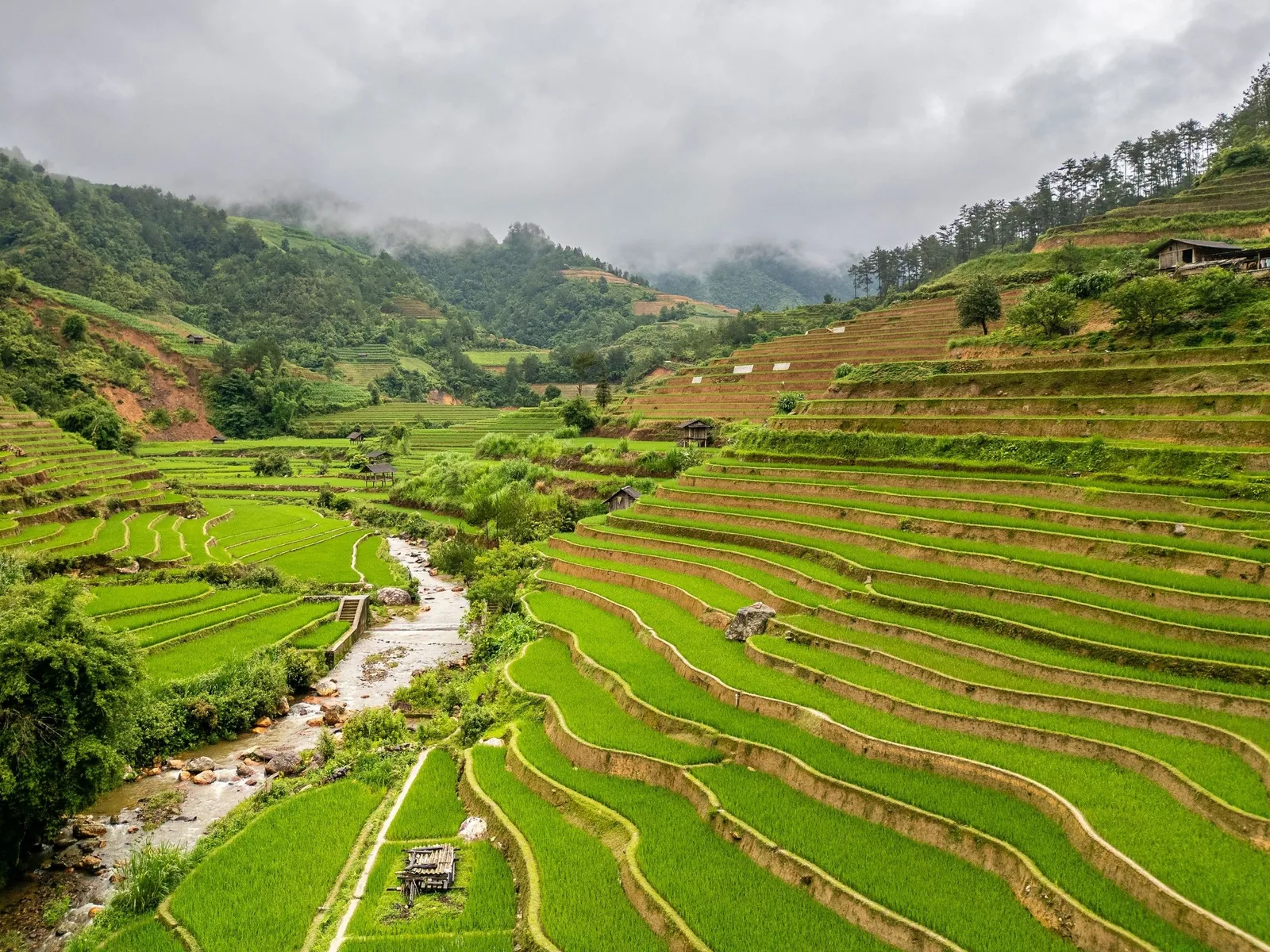 Ruộng bậc thang xanh mướt trải dài theo thung lũng có suối nhỏ và núi mờ sương ở Mù Cang Chải.