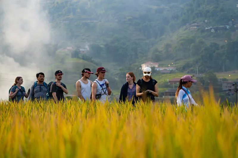 Nhóm du khách đi bộ ngang cánh đồng lúa chín vàng dưới núi mù sương gần Fansipan, Lào Cai.